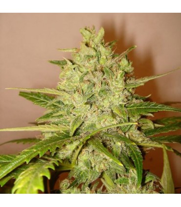 Lilly  3 u. fem. Delicatessen