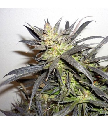 Queen Mother  3 u. fem. Delicatessen