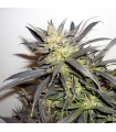 Queen Mother  3 u. fem. Delicatessen