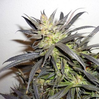 Queen Mother  6 u. fem. Delicatessen