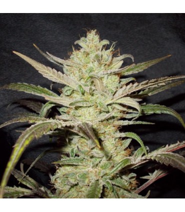 Upstream 12 u. fem. Delicatessen