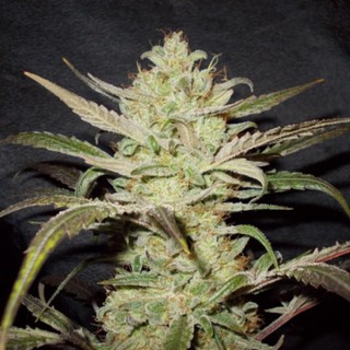 Upstream fem. Delicatessen