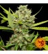 Pineapple Chunk  5 u. fem. Barney's