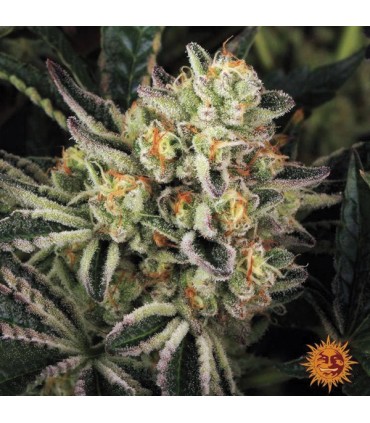 Dos Si Dos 33  5 u. fem. Barney's