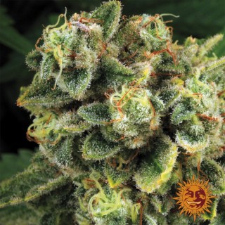 Tropicanna Banana fem. Barney's