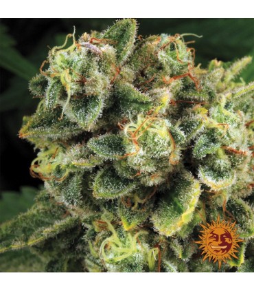 Tropicanna Banana 10 u. fem. Barney's