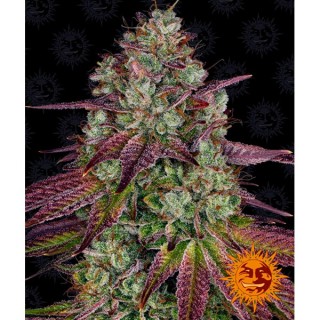 Mimosa EVO fem. Barney's