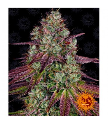 Mimosa EVO 10 u. fem. Barney's