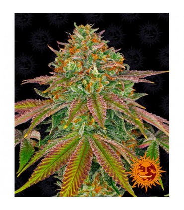 Wedding Cake   3 u. fem. Barney's