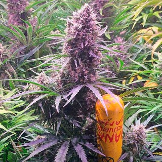 Auto Wedding Cake fem. Barney's