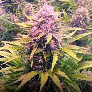 Auto Dos Si Dos fem. Barney's