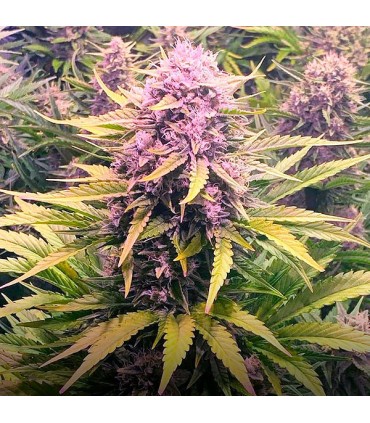 Auto Dos Si Dos   5 u. fem. Barney's