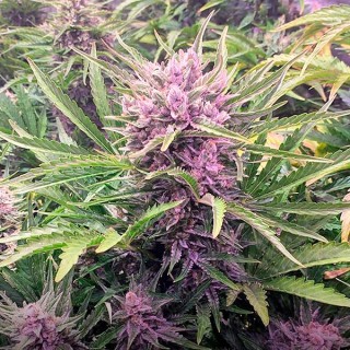 Auto Gorilla Zkittlez fem. Barney's