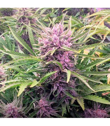 Auto Gorilla Zkittlez   10 u. fem. Barney's