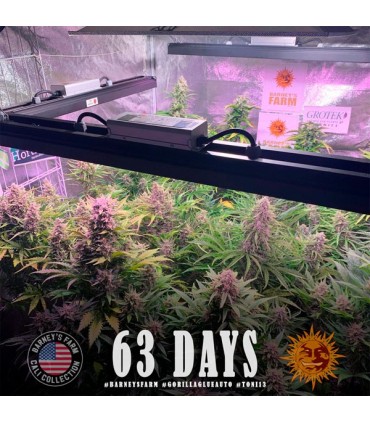 Auto Gorilla Glue  3 u. fem. Barney's