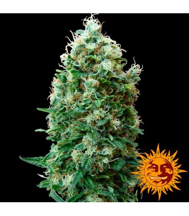 Phatt Fruity  5 u. fem. Barney's