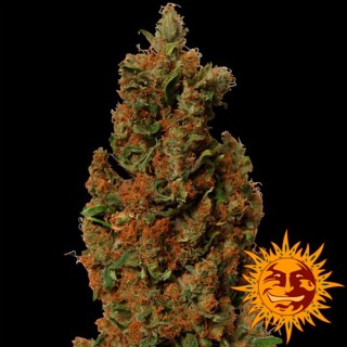 Red Diesel  5 u. fem. Barney's