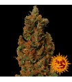 Red Diesel  5 u. fem. Barney's