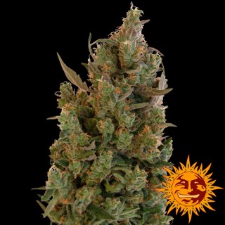 Blue Cheese  5 u. fem. Barney's