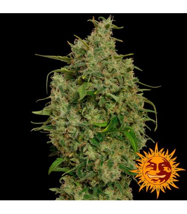 Sweet Tooth  5 u. fem. Barney's