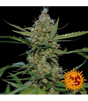 Laughing Buddha  5 u. fem. Barney's