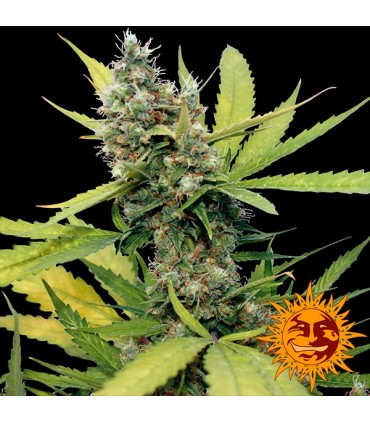 Honey B  5 u. fem. Barney's