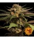 Violator Kush 10 u. fem. Barney's