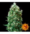 Phatt Fruity 10 u. fem. Barney's