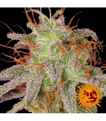 Amnesia Lemon  5 u. fem. Barney's