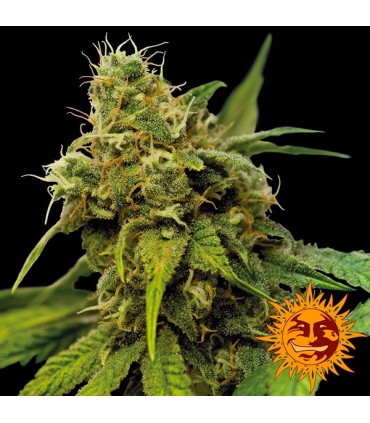 Utopia Haze  5 u. fem. Barney's