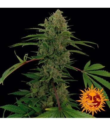 Auto Critical Kush fem. Barney's