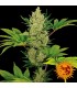 Auto Blue Cheese fem. Barney´s