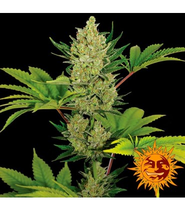 Auto Blue Cheese fem. Barney´s