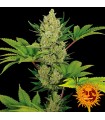 Auto Blue Cheese fem. Barney´s