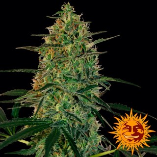 Auto Malana Bomb fem. Barney's