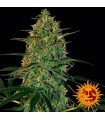 Auto Malana Bomb fem. Barney's