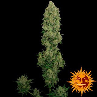 Auto NYC Diesel fem. Barney´s