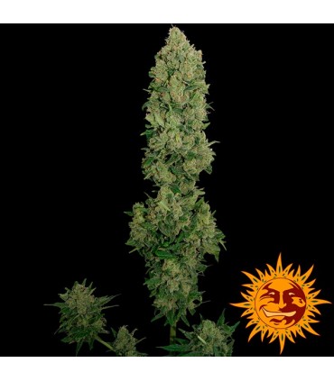 Auto NYC Diesel fem. Barney´s