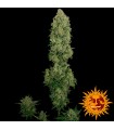 Auto NYC Diesel fem. Barney´s