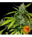 Auto Sweet Tooth fem. Barney's