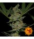 Acapulco Gold fem. Barney's