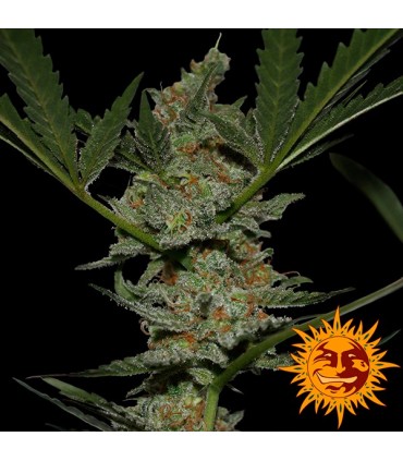 Acapulco Gold fem. Barney's