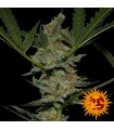 Acapulco Gold fem. Barney's