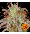 Amnesia Lemon fem. Barney's