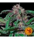 Ayahuasca Purple fem. Barney`s