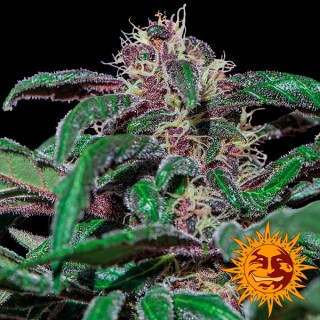 Ayahuasca Purple fem. Barney`s