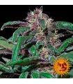 Ayahuasca Purple fem. Barney`s