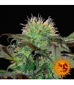 Bad Azz Kush fem. Barney`s