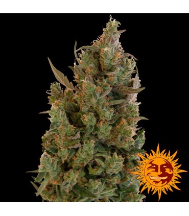 Blue Cheese fem. Barney's