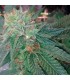 Blueberry OG fem. Barney`s
